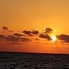 sarah_chahoud